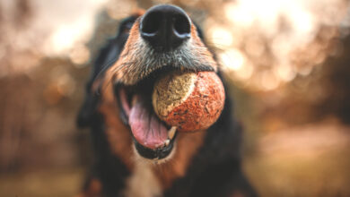 38 What dog owners share about a toy their dog can't destroy