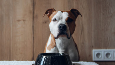 20 Food Recommendations for Pit Bulls with Sensitive Stomach
