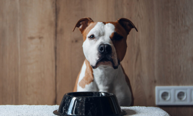 20 Food Recommendations for Pit Bulls with Sensitive Stomach