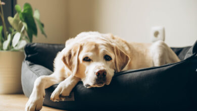 8 Best Orthopedic Dog Beds (+1 Beds To Avoid)