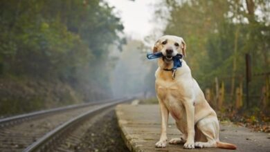 12 dog breeds prone to separation anxiety