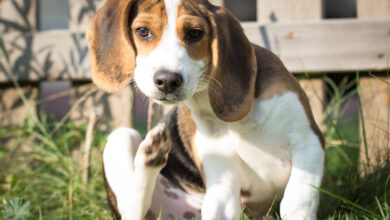 18 Beagle owners share the best shampoos for itchy & sensitive skin