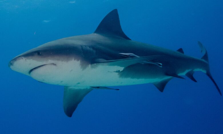 A bull shark in the Bahamas. File pic