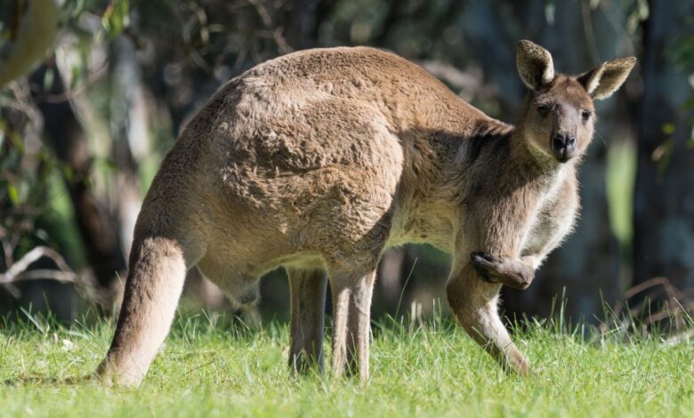 Kangaroo kills first in Australia since 1936 |  World News