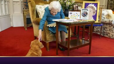 The Queen's beloved dogs get new homes |  UK News