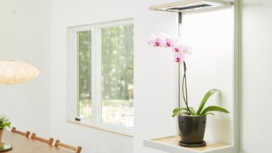 Plant lights: How to choose the best indoor lights for plants