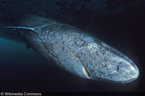 The Greenland shark is finally protected