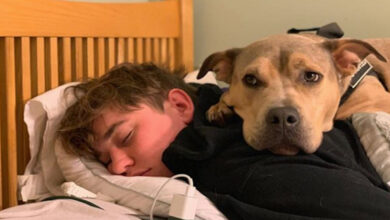 Adopted Dog 'Feared' Everything And One Night With His Brother Changed Everything
