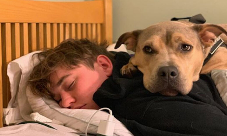 Adopted Dog 'Feared' Everything And One Night With His Brother Changed Everything