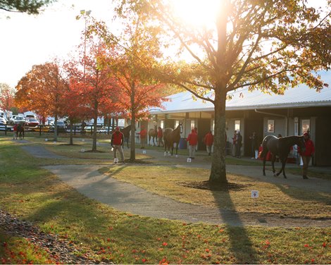 Fasig-Tipton October sale of the year 2022 Anniversary Curtain
