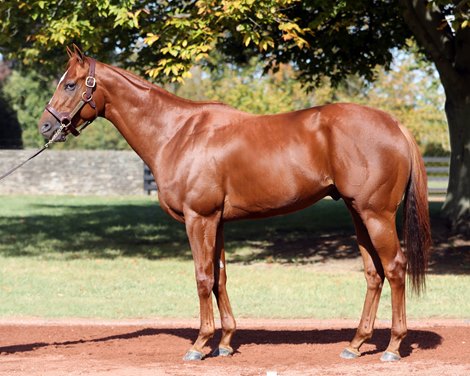 Discharge the Clock to Stud in Gainesway in 2023