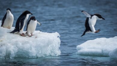 Attenborough laments The Destruction of 800 Penguins "Because of Climate Change" - But Failed to Report Discovery of New Colony of 1.5 Million