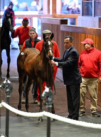 Weanlings Offers Powerful Renewable Fuel Saratoga Fall Sale