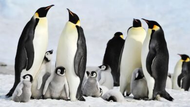 Emperor Penguins Join Polar Bears on ESA's List of Threatened Species based on occult climate models - Are you interested in that?