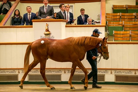 Sea The Stars Colt Tops Tattersalls Day 2 of Book Two