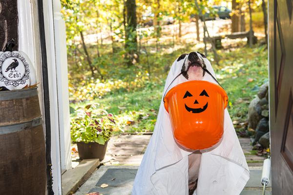 This Just In: Halloween Edition - Dogster