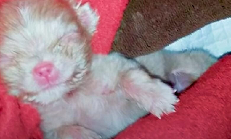 The breeder could not make a profit from the tiny albino puppy, so he left the puppy on the ground.