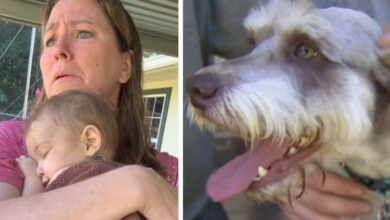 Hero dog sniffs out injured girl abandoned in family barn