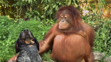 Animals 1 minute synthesize 'unbelievable' friends together, humanity should take notes
