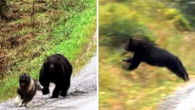 Dog chased by an angry bear seems to have no way out, panicked owner freezes with fear