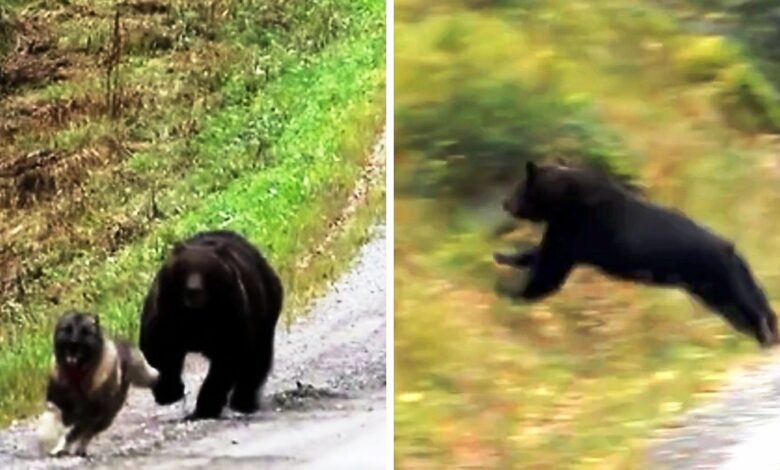 Dog chased by an angry bear seems to have no way out, panicked owner freezes with fear