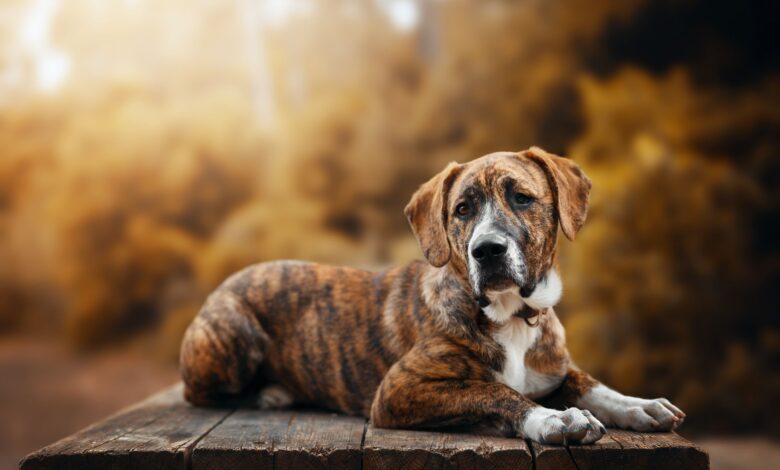 Dogs with Brindle coat pattern - Dogster