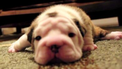 Bulldog puppy tries walking for the first time, frustrated and whining