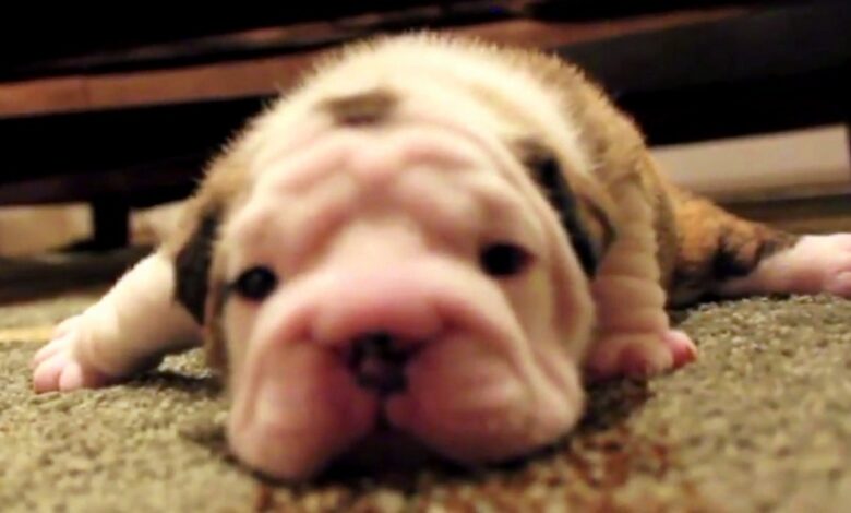 Bulldog puppy tries walking for the first time, frustrated and whining