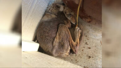 Woman thinks she found a homeless "dog" on her porch, when it "wasn't a dog at all"