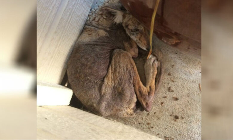 Woman thinks she found a homeless "dog" on her porch, when it "wasn't a dog at all"