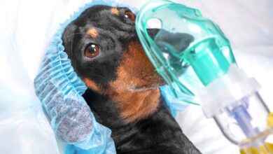 Are there side effects of anesthetics in dogs?  - Dogster