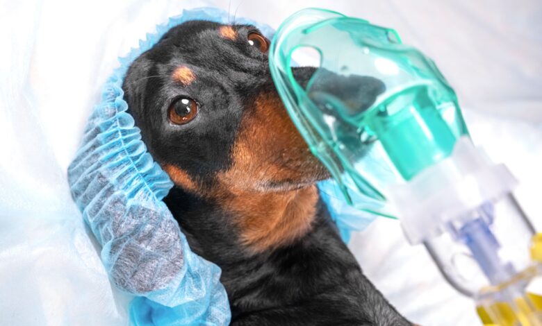 Are there side effects of anesthetics in dogs?  - Dogster