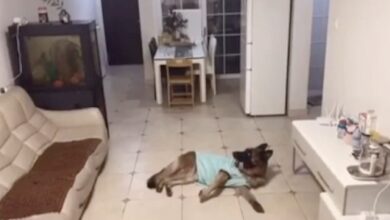 The dog was home alone when the doorbell rang, the owner came back later and checked the footage