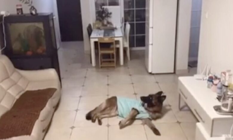 The dog was home alone when the doorbell rang, the owner came back later and checked the footage