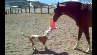 The dog asked the horse to play tug of war with her and the sweet pony won