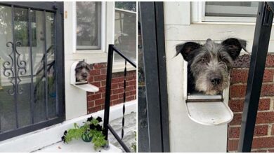 Friendly Pup Pokes Head through the mailbox every day to greet everyone passing by