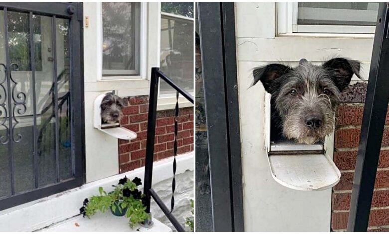 Friendly Pup Pokes Head through the mailbox every day to greet everyone passing by