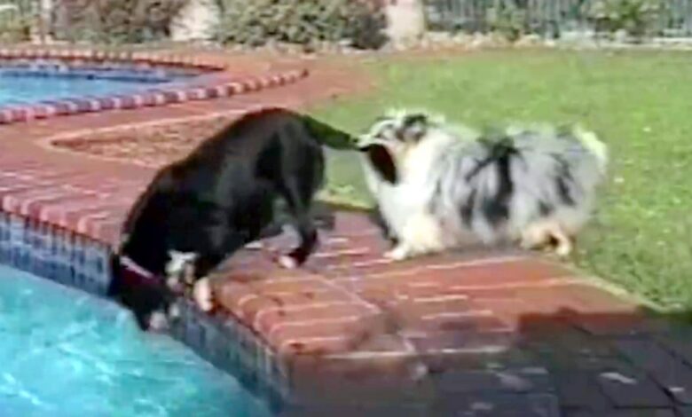 His friend was about to fall into the pool, so he took his tail with his mouth