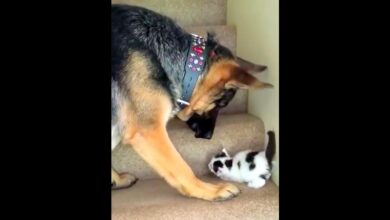 Mom warns dog to 'stay away' from new kitten, but dog refuses to listen