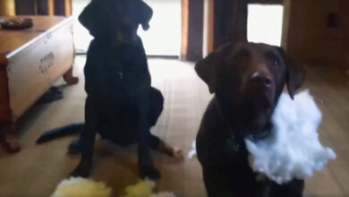 Dad asked which dog created 'Giant Mess', got a hilarious 'straightforward' answer