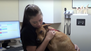 The 5-minute dog from Euthanasia hugs his determined rescuers