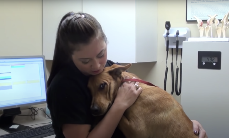 The 5-minute dog from Euthanasia hugs his determined rescuers
