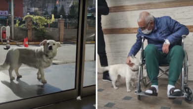 Loyal dog waits outside human hospital for 6 days
