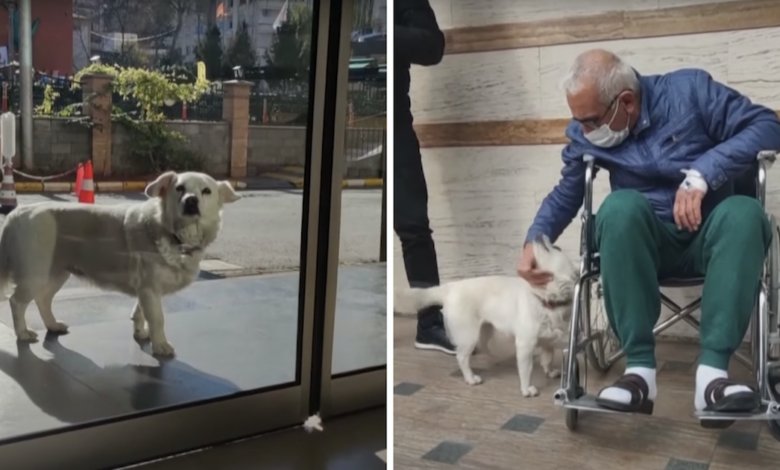 Loyal dog waits outside human hospital for 6 days