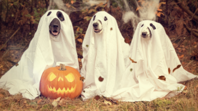 40 Best Dog Halloween Costumes In 2022  
