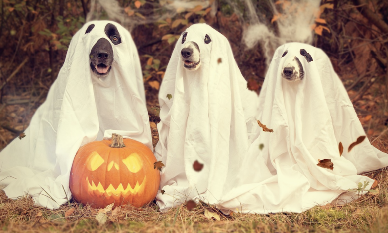 40 Best Dog Halloween Costumes In 2022  