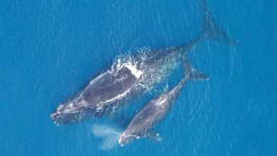 Proposed Virginia Wind Facility Threatens Endangered Whales – Watts Up With That?