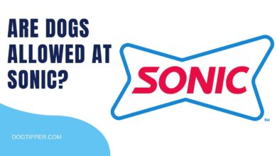 Are Dogs Allowed at SONIC?