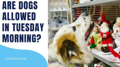 Are Dogs Allowed in Tuesday Morning? Tips for taking your dog to a Tuesday Morning store.