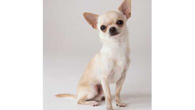 Chihuahua - Dogster